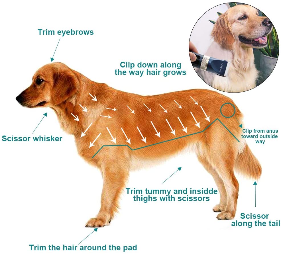 Golden retriever clippers sale